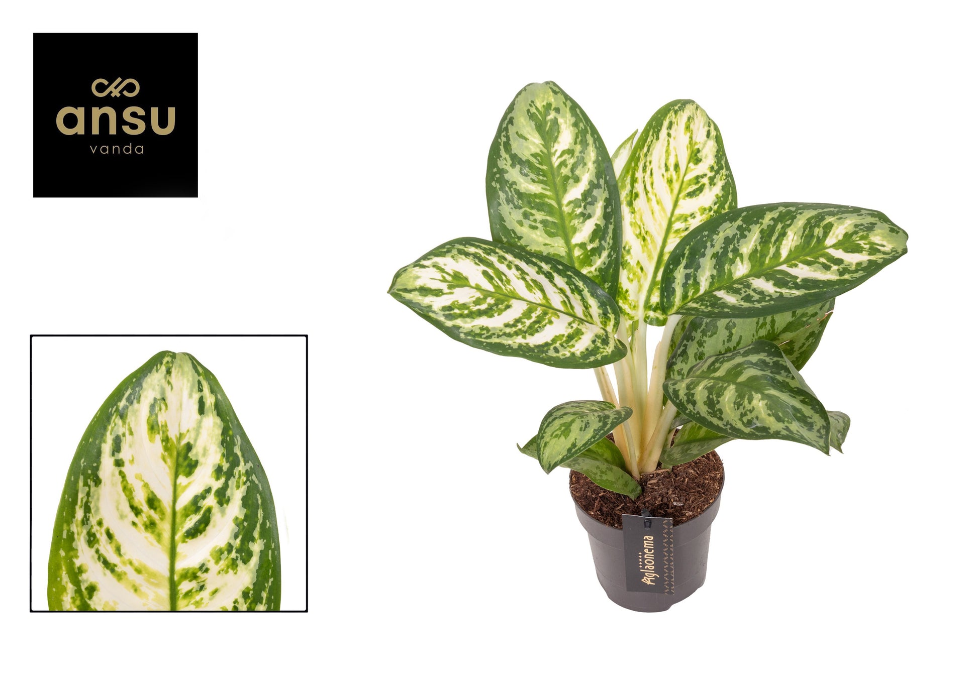 Aglaonema Matcha Lemon 35cm 12cm Pot
