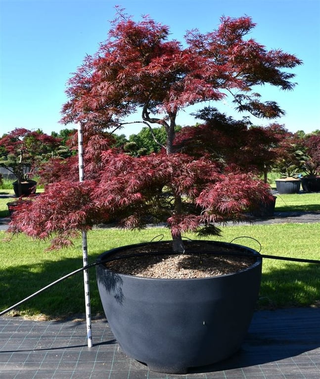Acer Garnet 300cm 140cm Pot