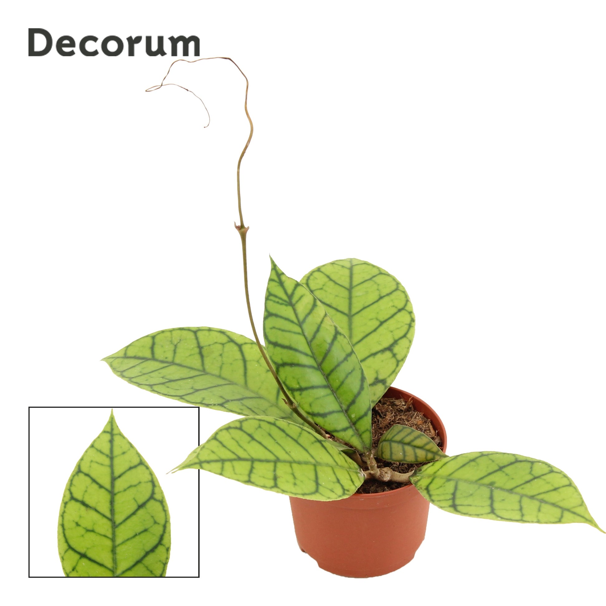 Duijn-Hove BV, kwekerij Hoya callistophylla Pack of 18