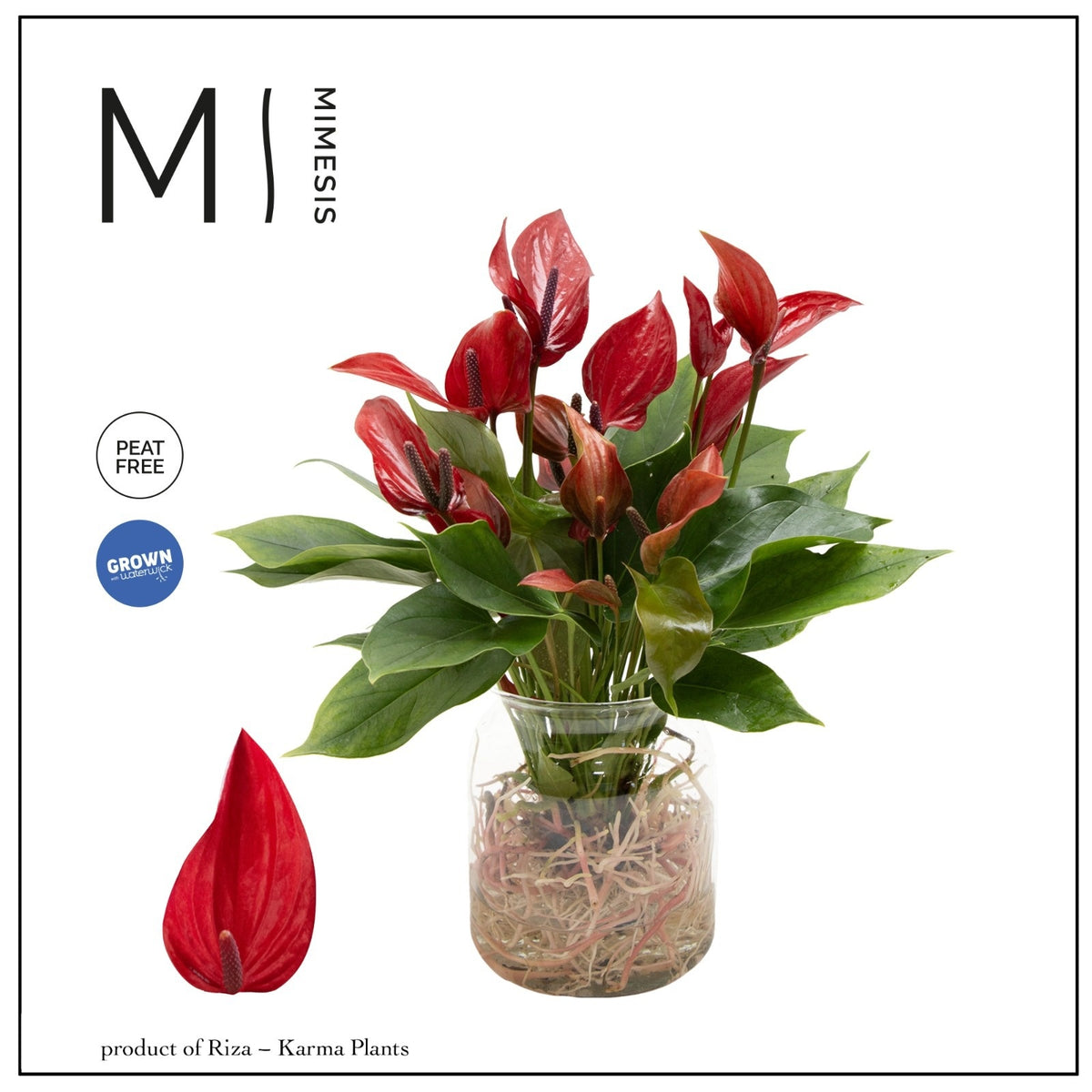 Anthurium Banderola Lava 43cm 13cm Pot
