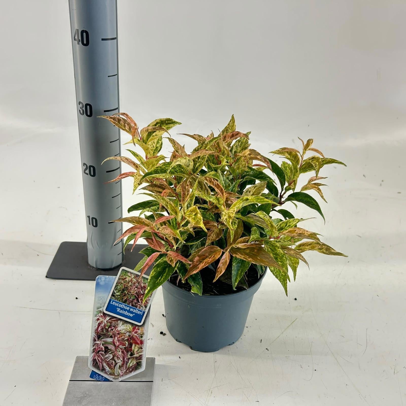 Leucothoe walteri Rainbow 30cm 17cm Pot