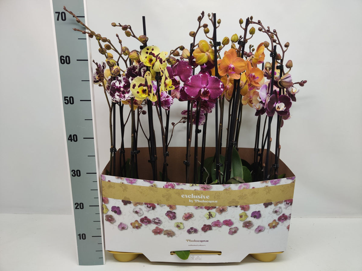 Phalaenopsis mix 65cm 12cm Pot