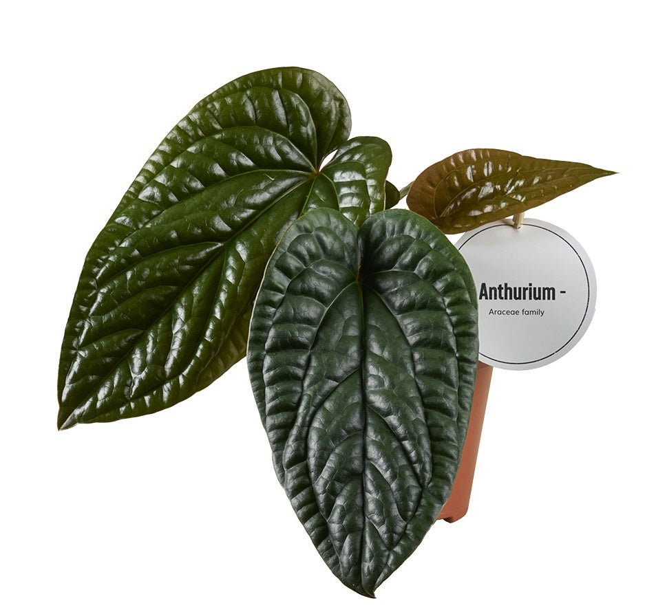 Mostert Nieuwerkerk BV Anthurium Luxurians Pack of 8