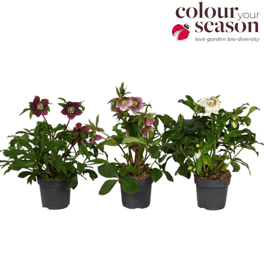 Helleborus or. mix 55cm 15cm Pot