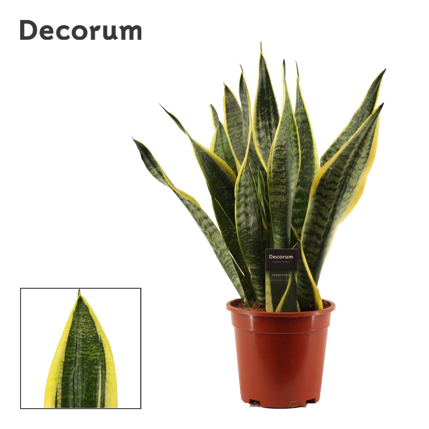 Duijn-Hove BV, kwekerij Sansevieria Futura Superba Pack of 4