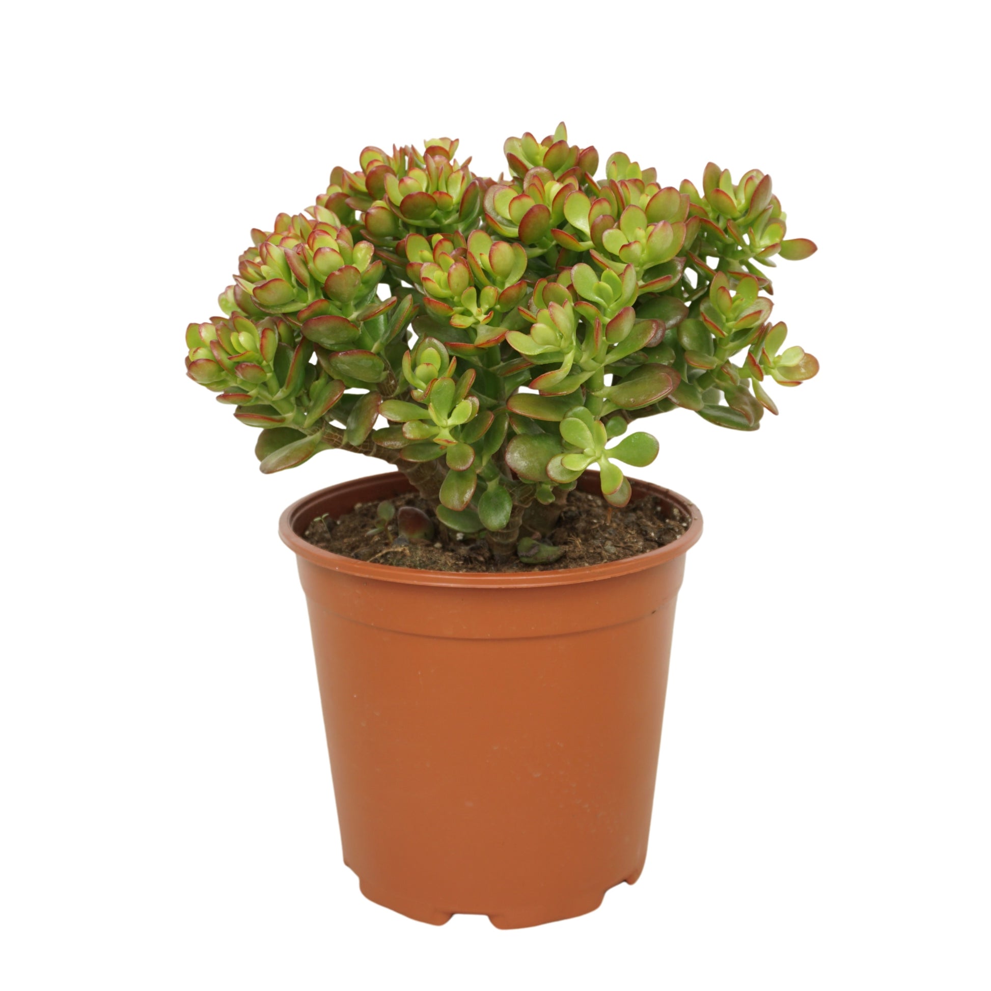 Crassula Gollum 30cm 21cm Pot