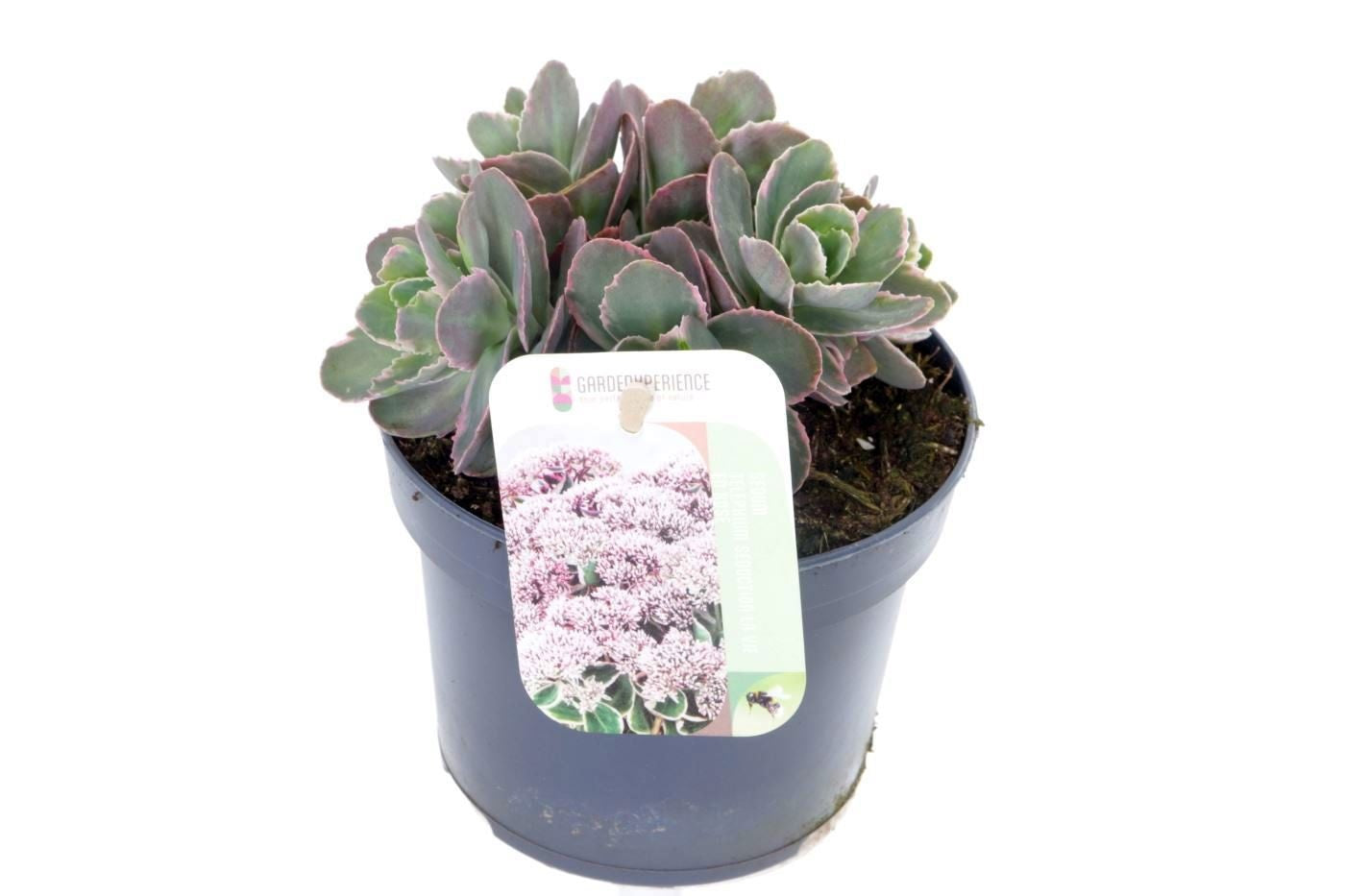 Sedum surrender 15cm 13cm Pot