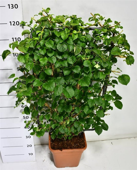 Hydrangea petiolaris 130cm 38cm Pot