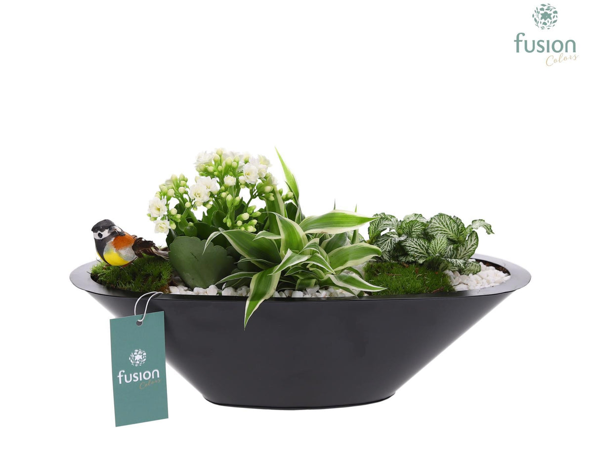 Zinken schaal antraciet met Arrangement 25cm 36cm Pot