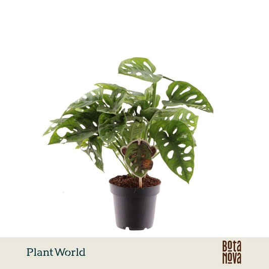 Monstera adansonii 30cm 12cm Pot