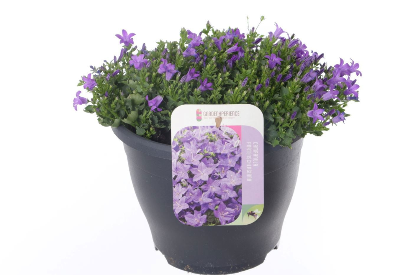 Campanula por. Campala Iris 30cm 23cm Pot