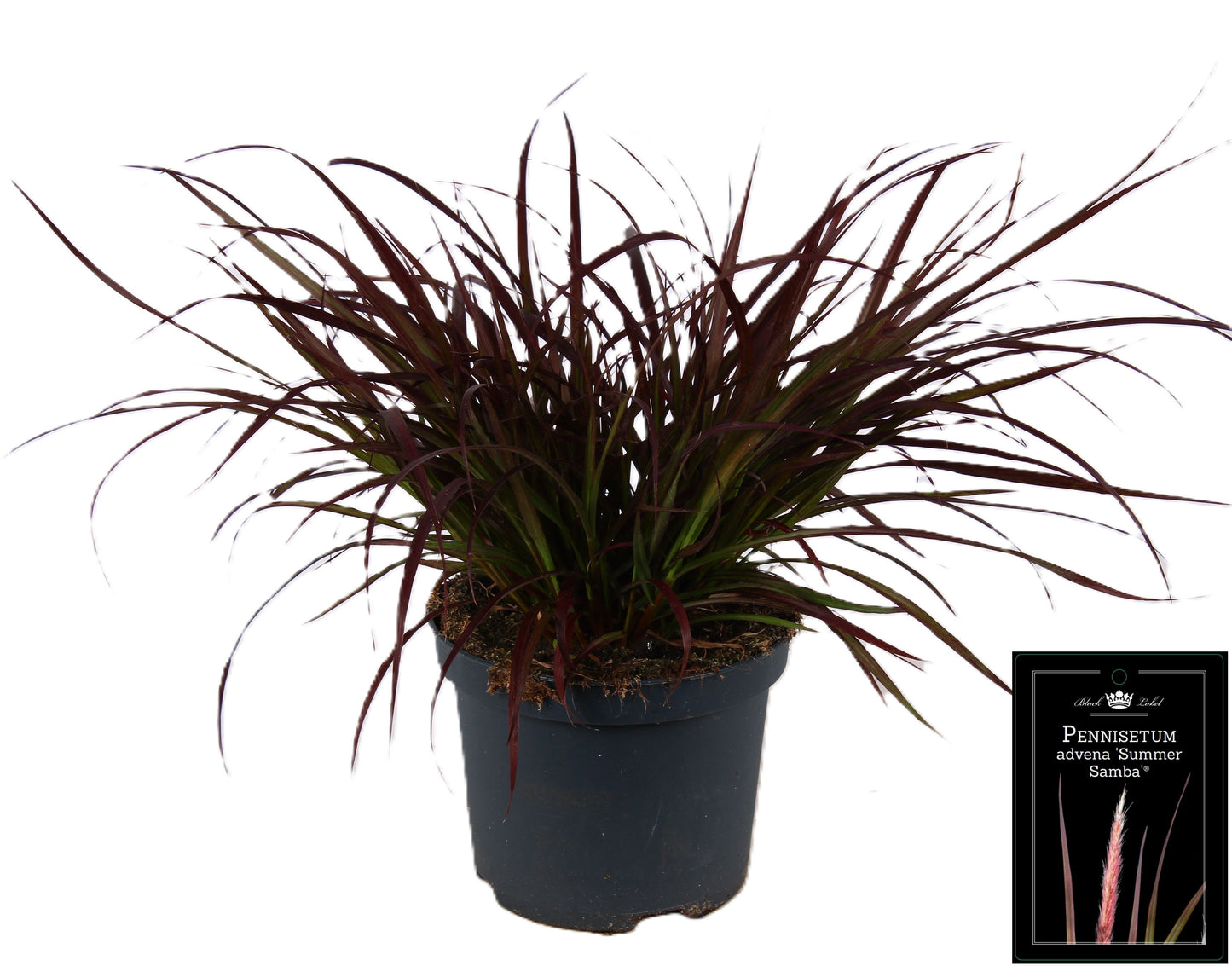 Pennisetum advena Summer Samba 45cm 19cm Pot