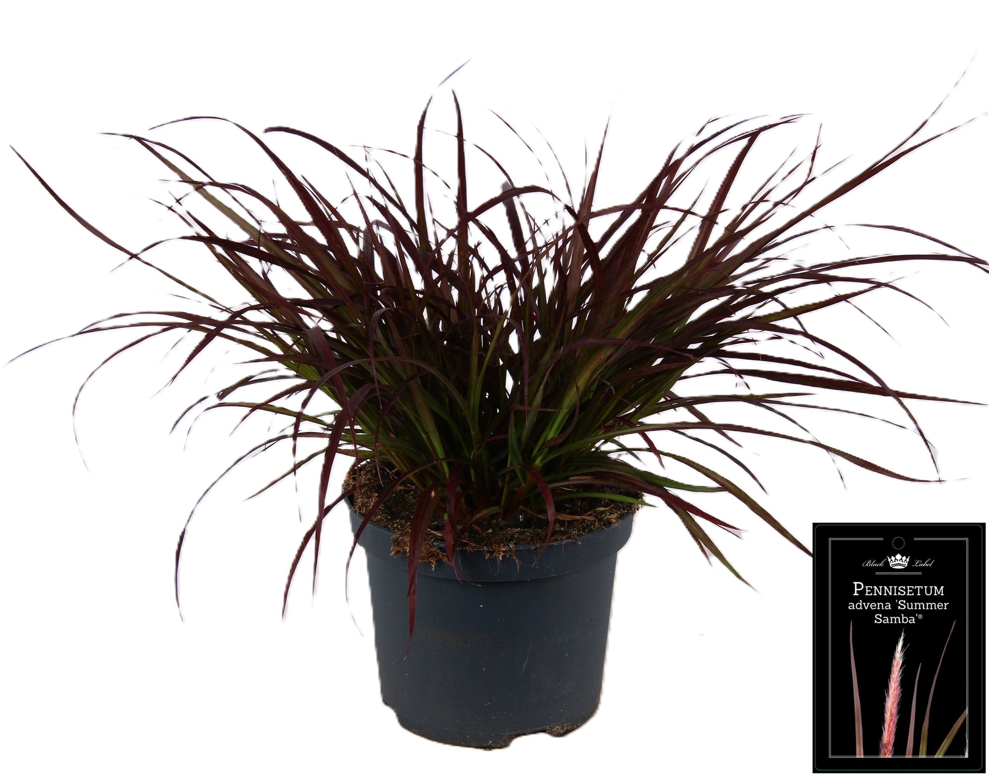 Pennisetum advena Summer Samba 45cm 19cm Pot