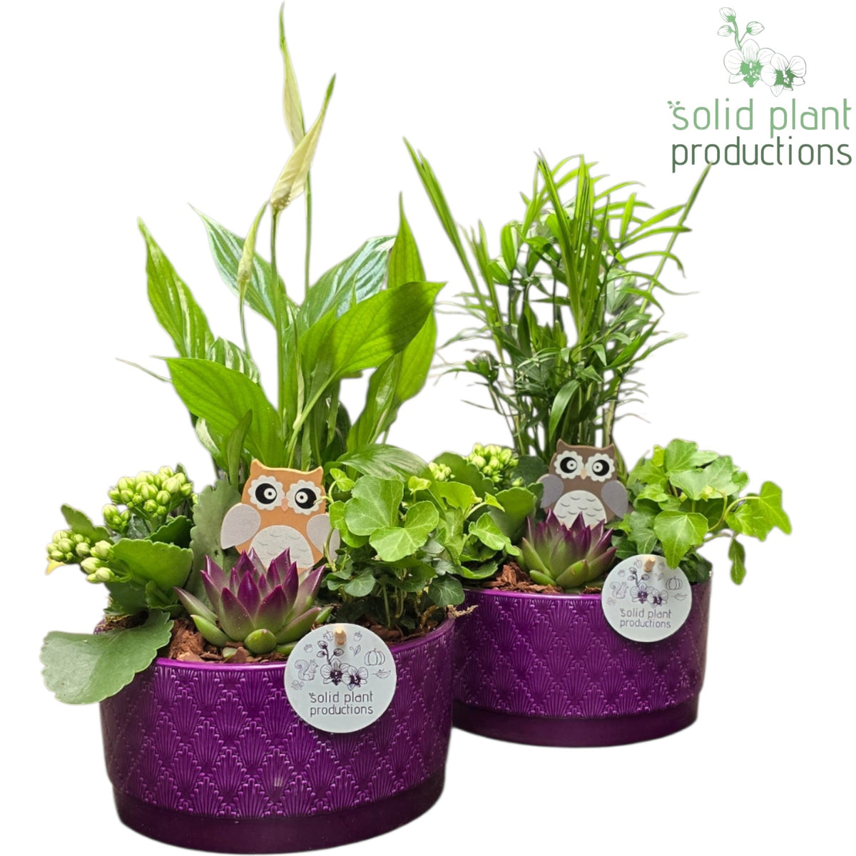 SCE003 Loes Purple Echeveria Mix 38cm 18cm Pot