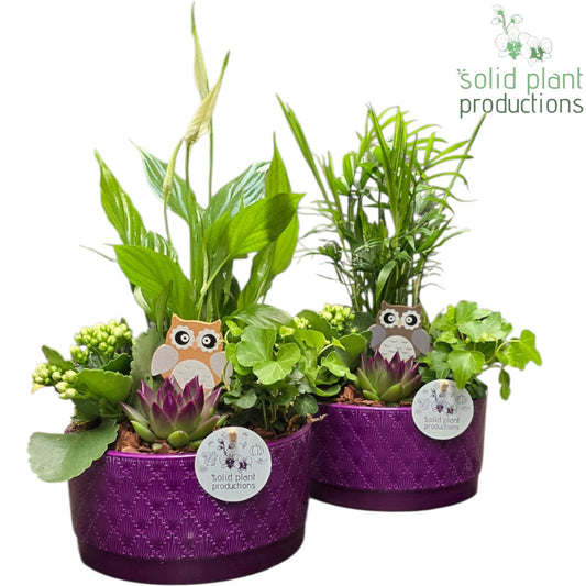 SCE003 Loes Purple Echeveria Mix 38cm 18cm Pot