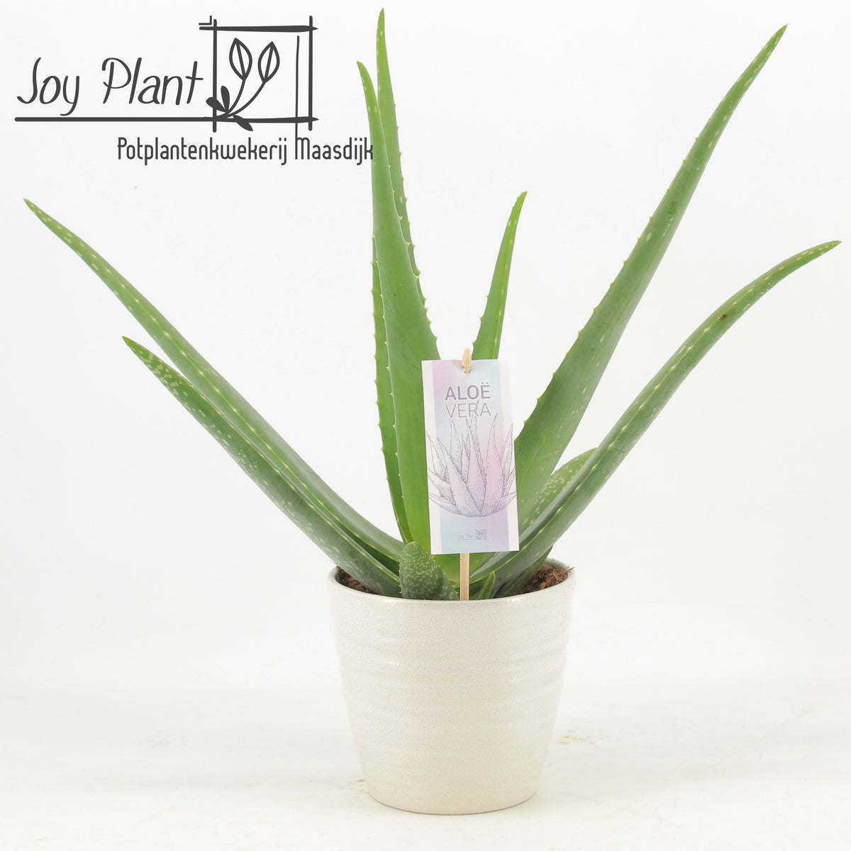 Aloe vera 55cm 15cm Pot