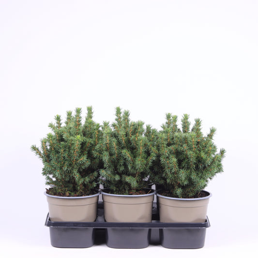 Picea gl. Alberta Globe 25cm 15cm Pot