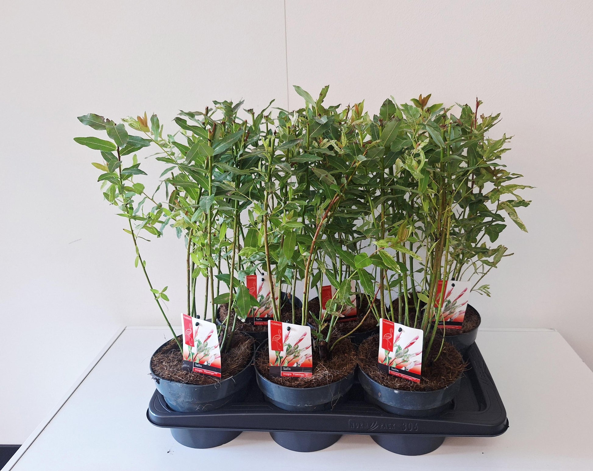 Bontekoe, Salixkw Salix integra Flamingo bush in pink pot Pack of 6