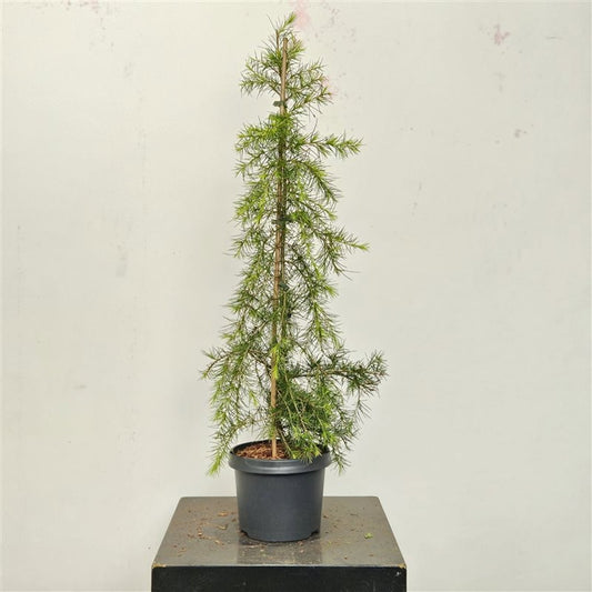 Cedrus overig 95cm 23cm Pot