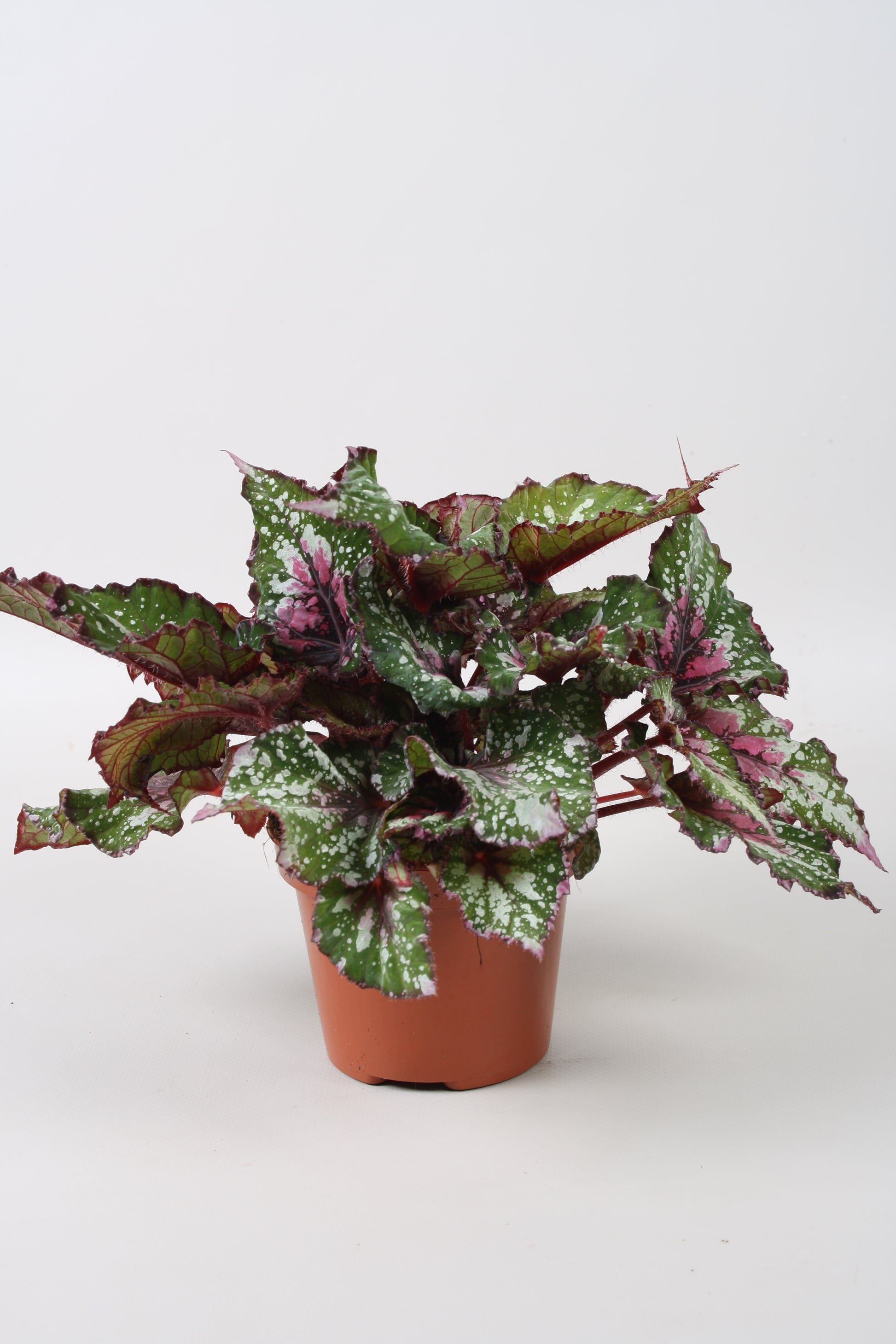 Begonia Alaska Creek 22cm 12cm Pot