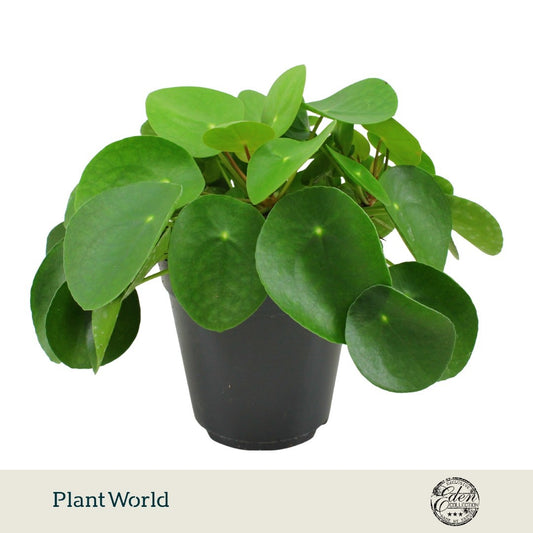 Pilea peperomioides 30cm 15cm Pot