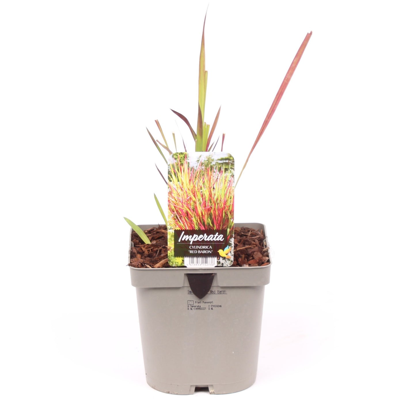 Vredebest, Kwekerij Imperata Red Baron Pack of 6