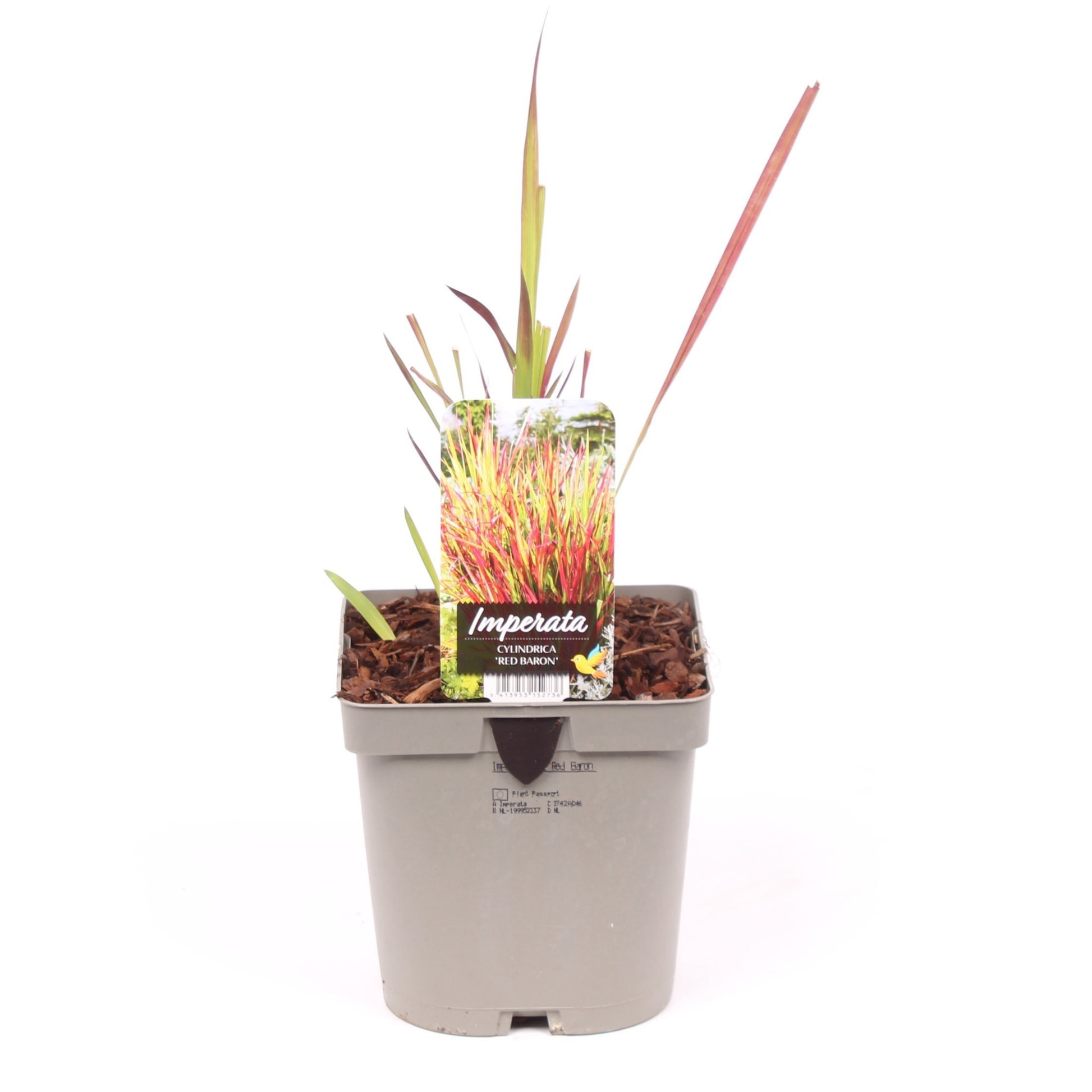 Vredebest, Kwekerij Imperata Red Baron Pack of 6
