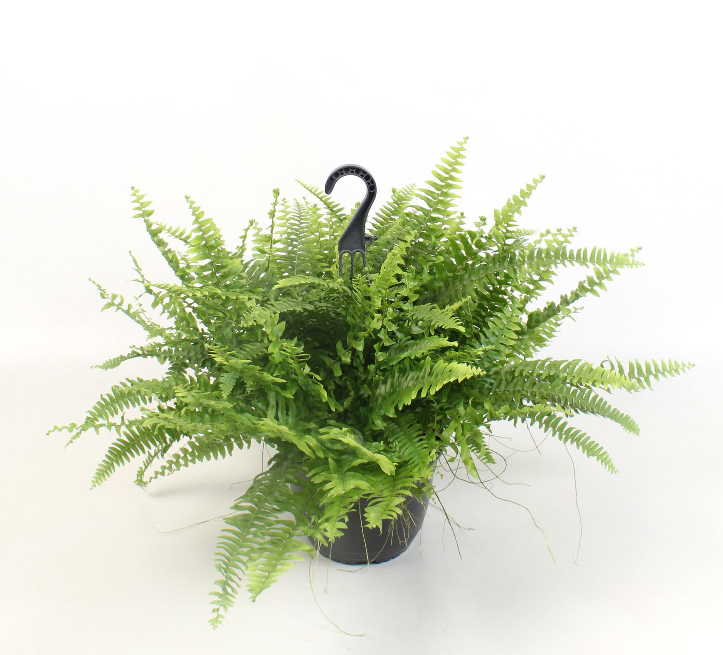 Nephrolepis Green Moment 50cm 19cm Pot