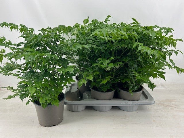 Radermachera sinica 50cm 17cm Pot