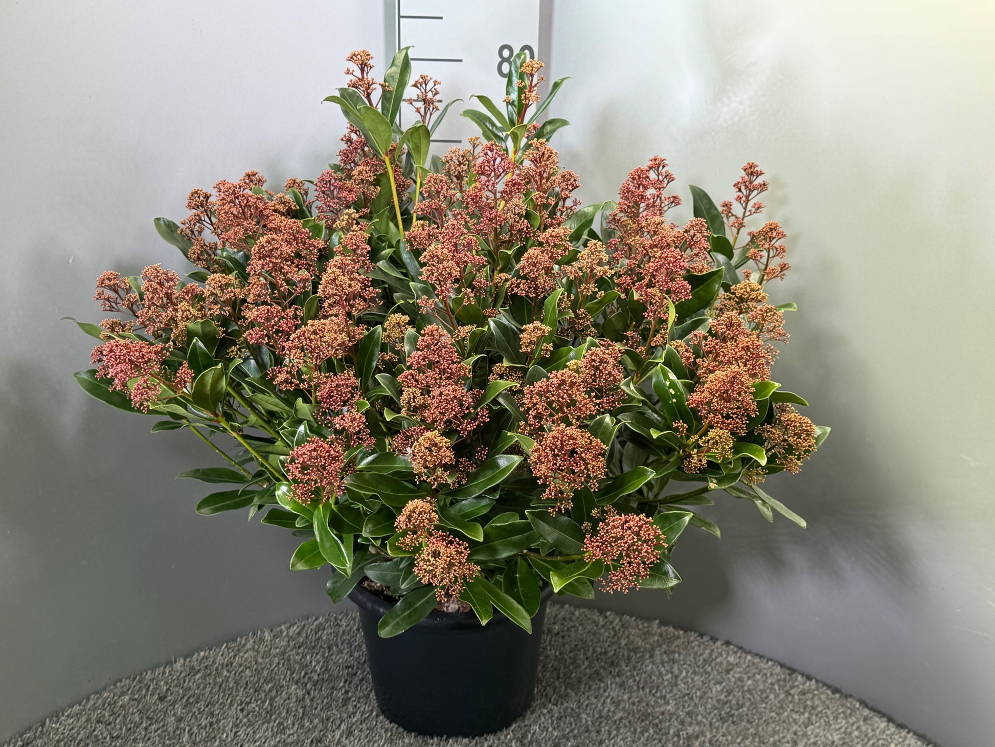 Skimmia japonica Rubesta Optima 65cm 31cm Pot