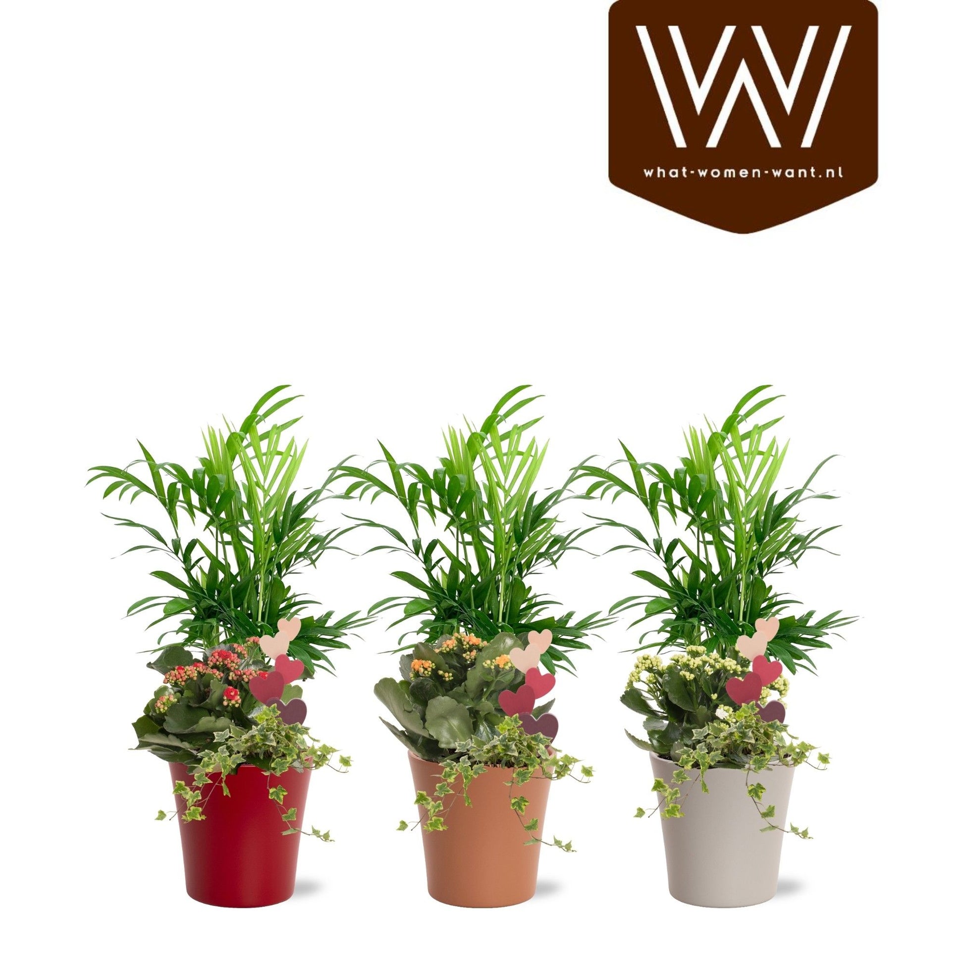 arr. Easter 12cm Pot