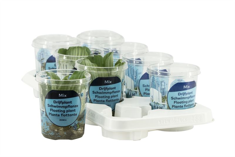 Aquarium plant mix 15cm 10cm Pot
