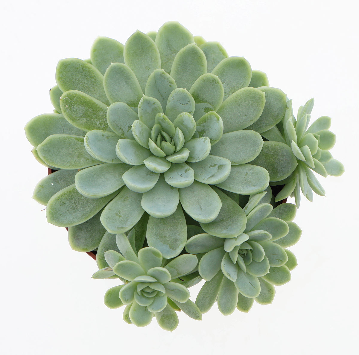Echeveria elegans 14cm 12cm Pot