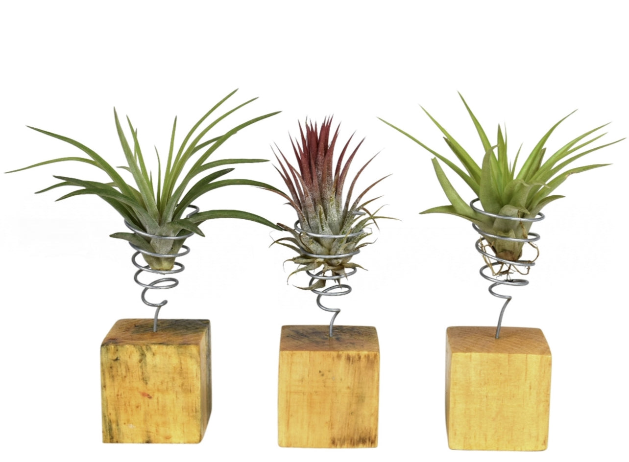 Tillandsia cyanea 12cm 6cm Pot