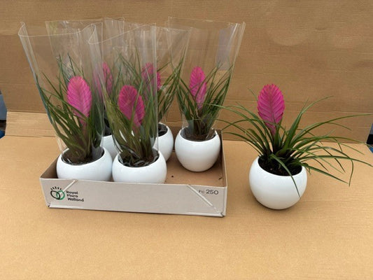 Tillandsia Anita 35cm 11cm Pot
