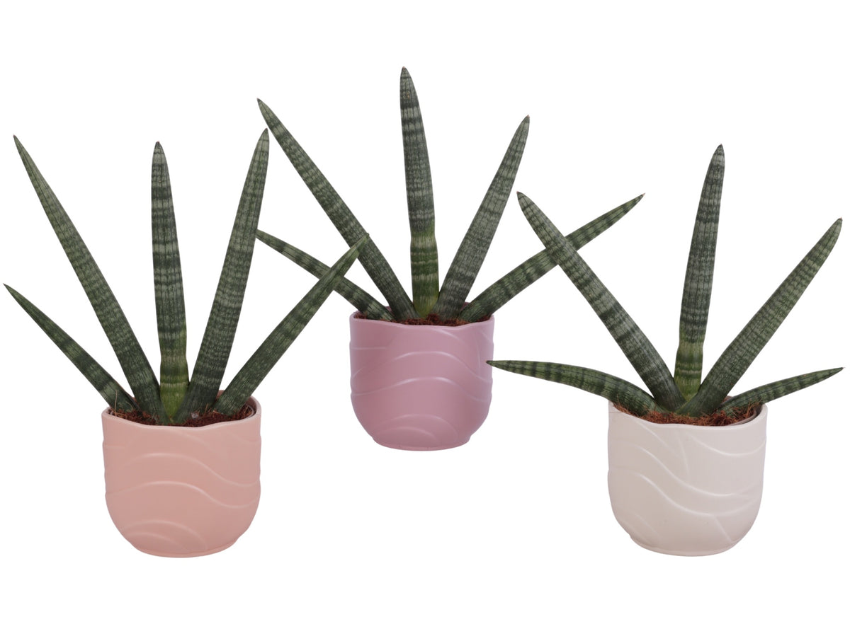 Sansevieria cyl. Handshake 45cm 14cm Pot