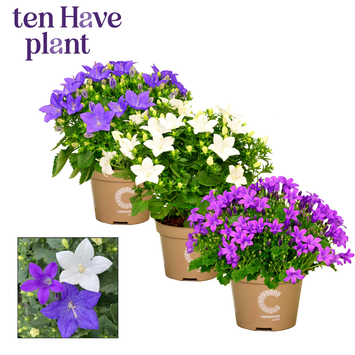 Campanula Hybrid 17cm 11cm Pot