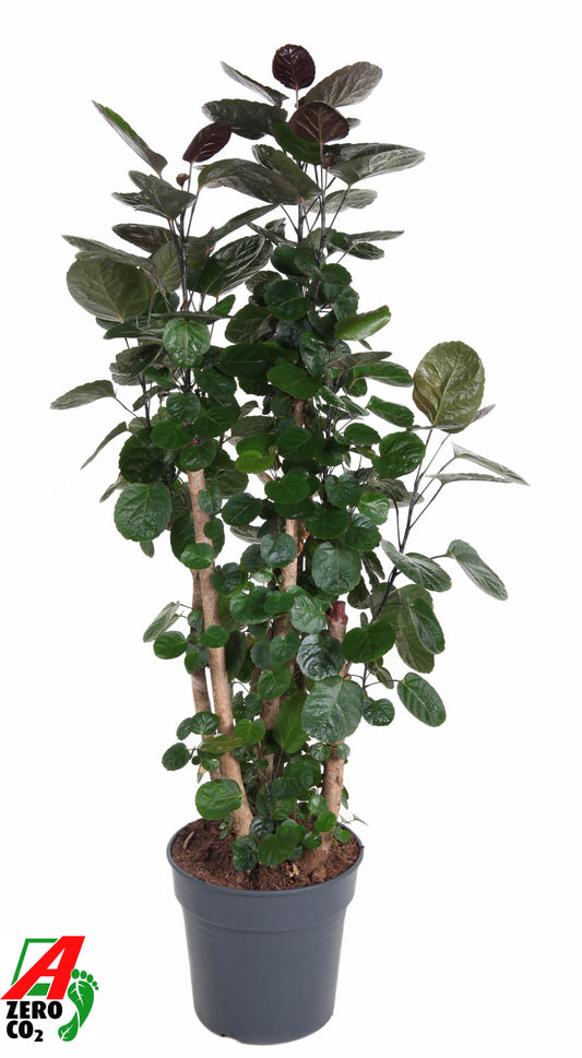 Polyscias Fabian 140cm 31cm Pot