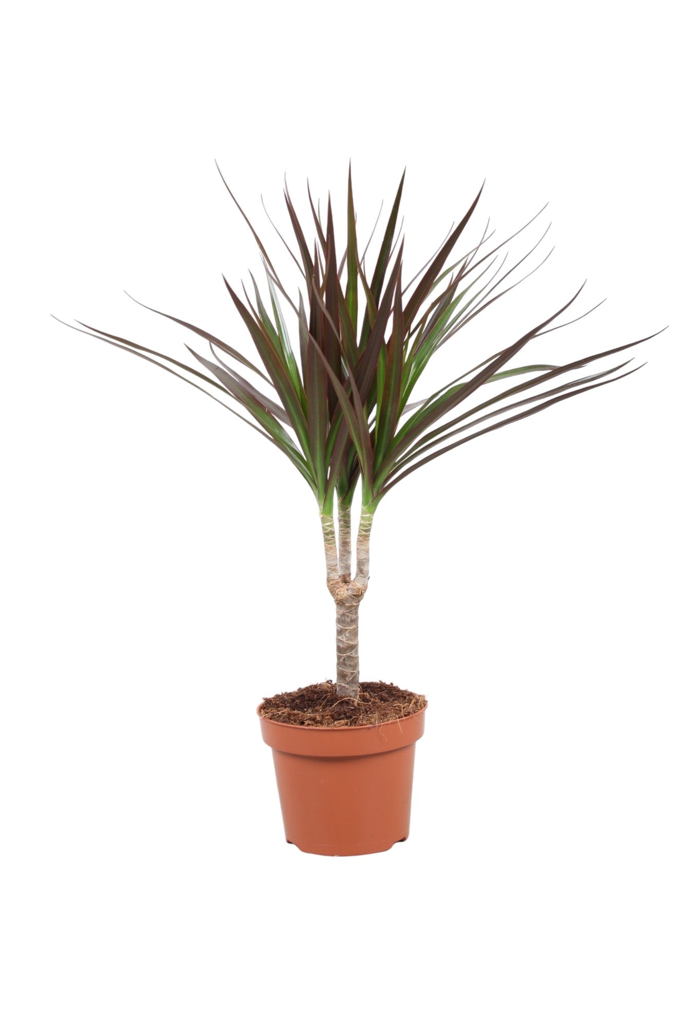 Vireo-Hedera plant BV Dracaena Magenta Pack of 10