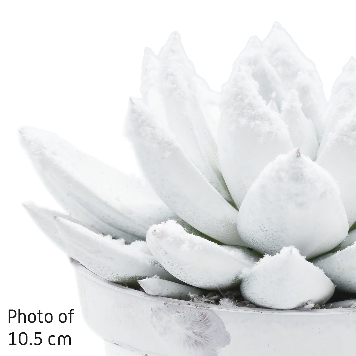 Echeveria colored white 14cm 12cm Pot