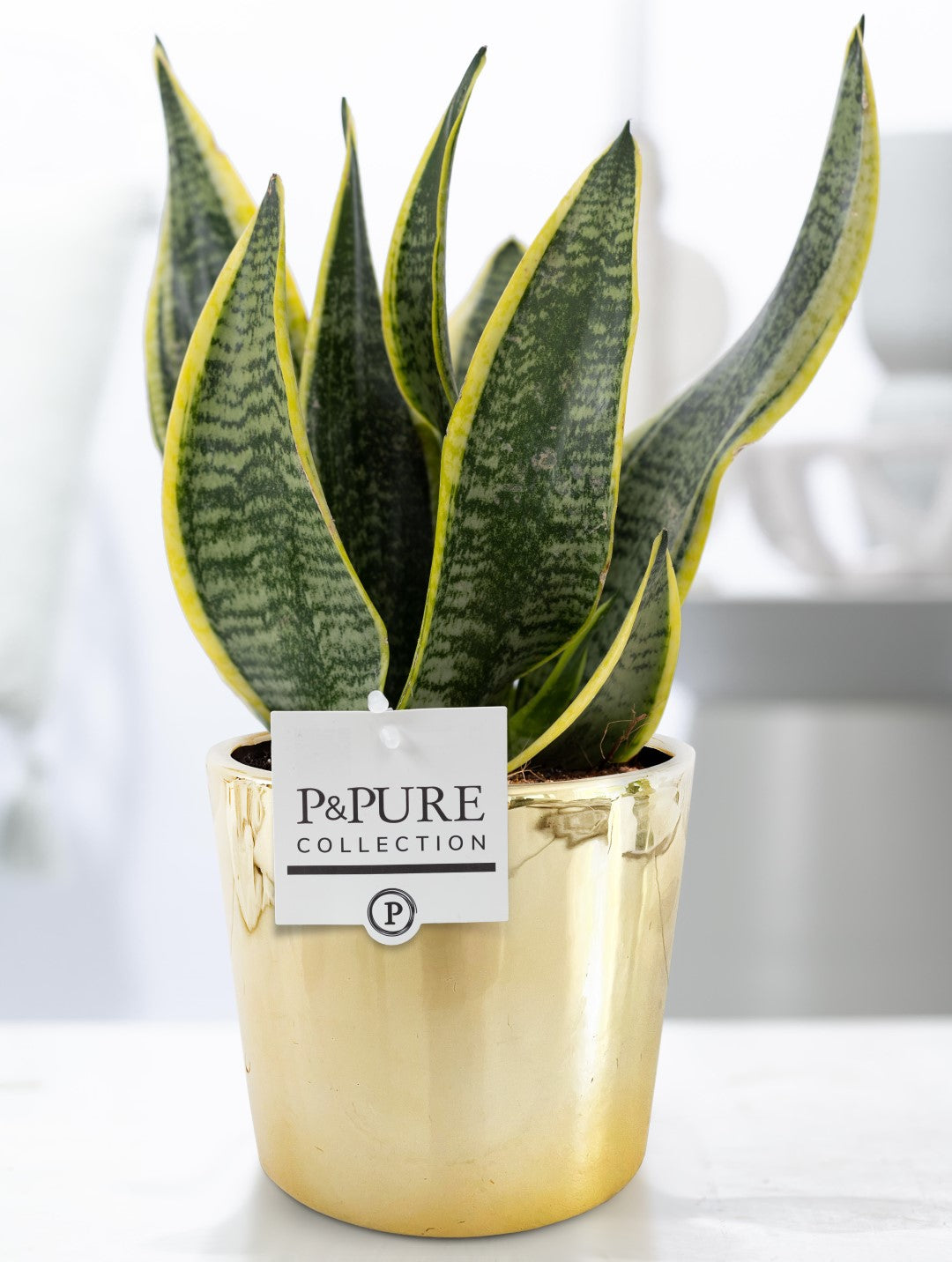 Sansevieria Futura Superba 30cm 12cm Pot