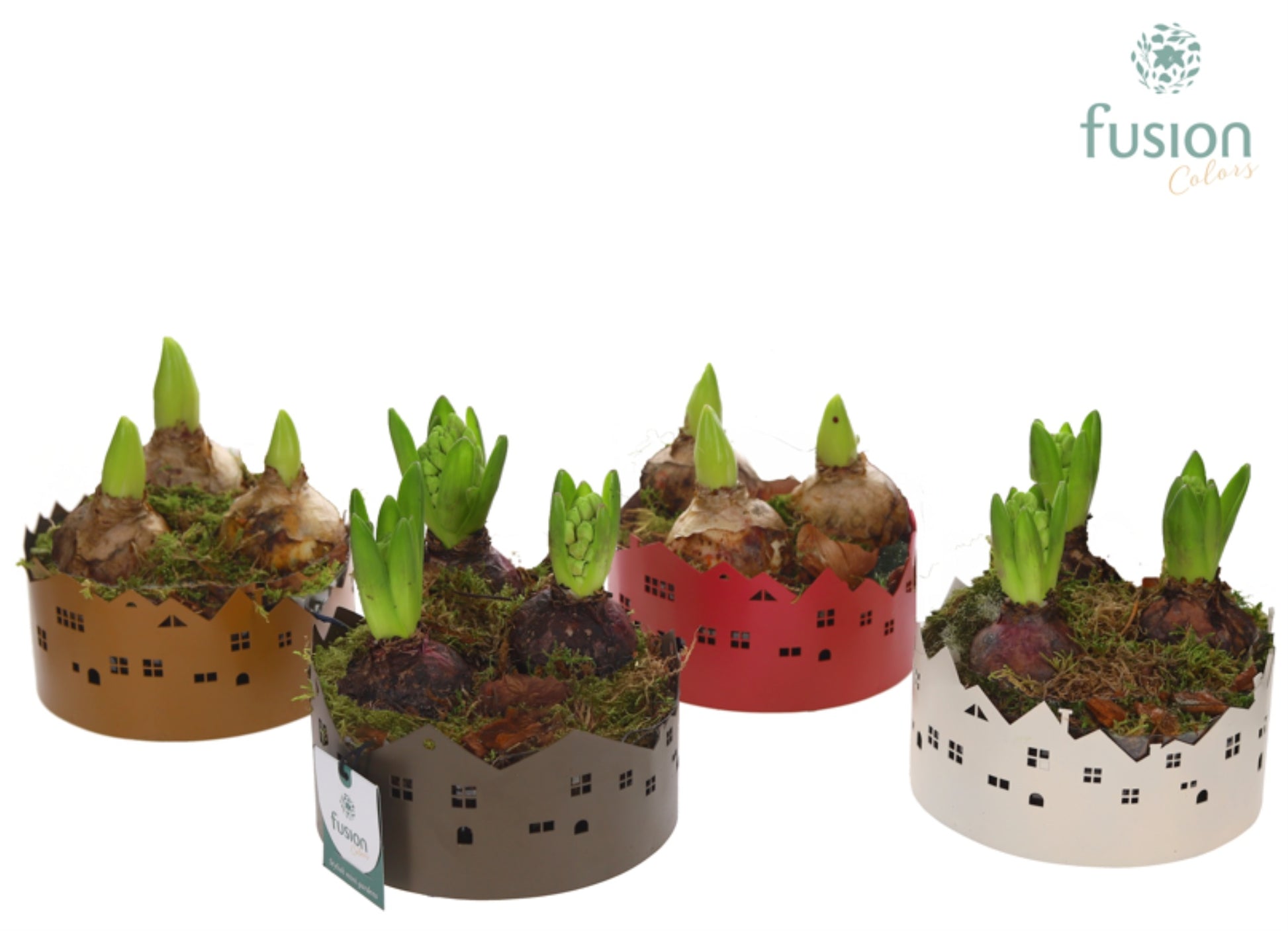 Zinken schaal Huisjes Small met Hyacinten 20cm 15cm Pot