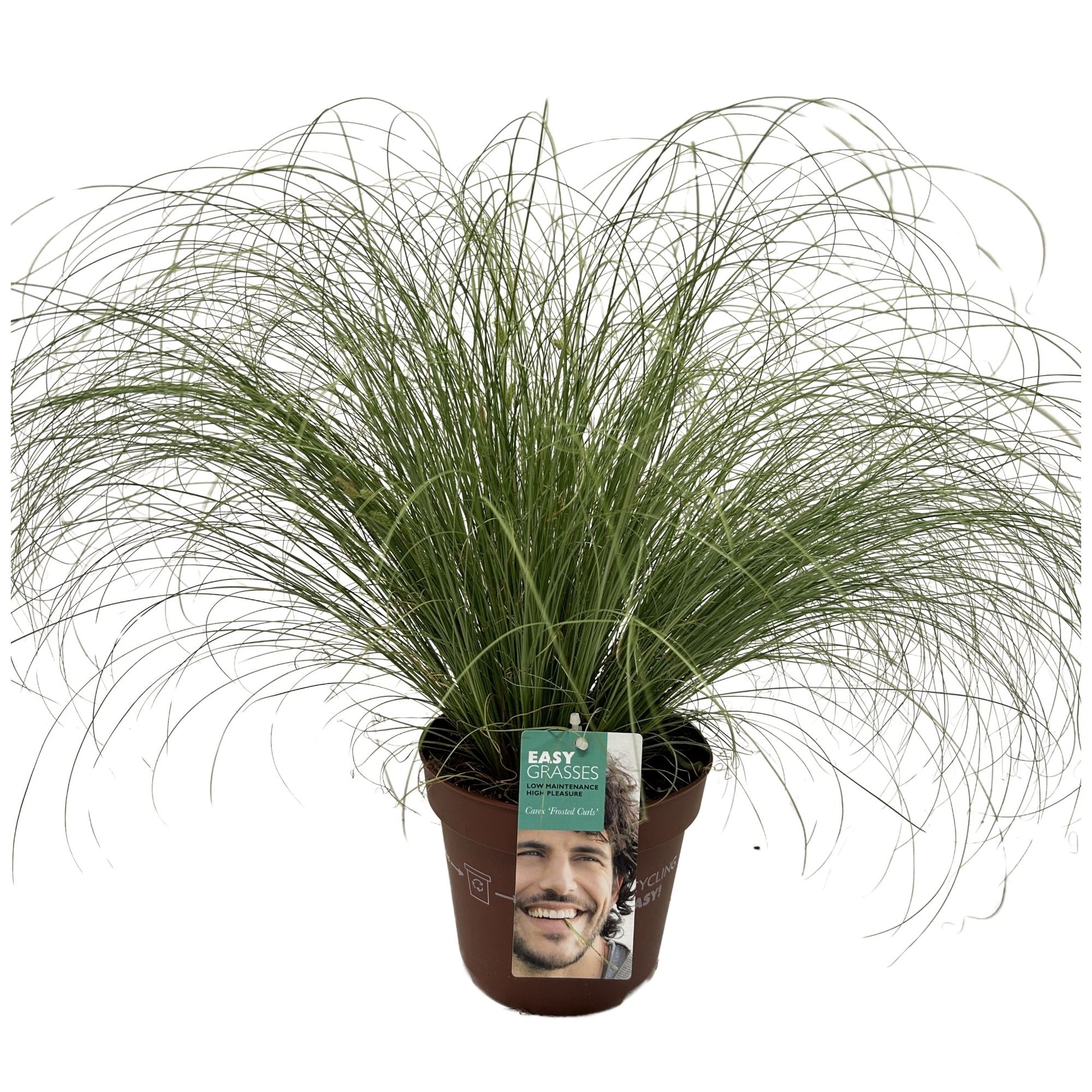 Carex coman Frosted Curls 45cm 17cm Pot