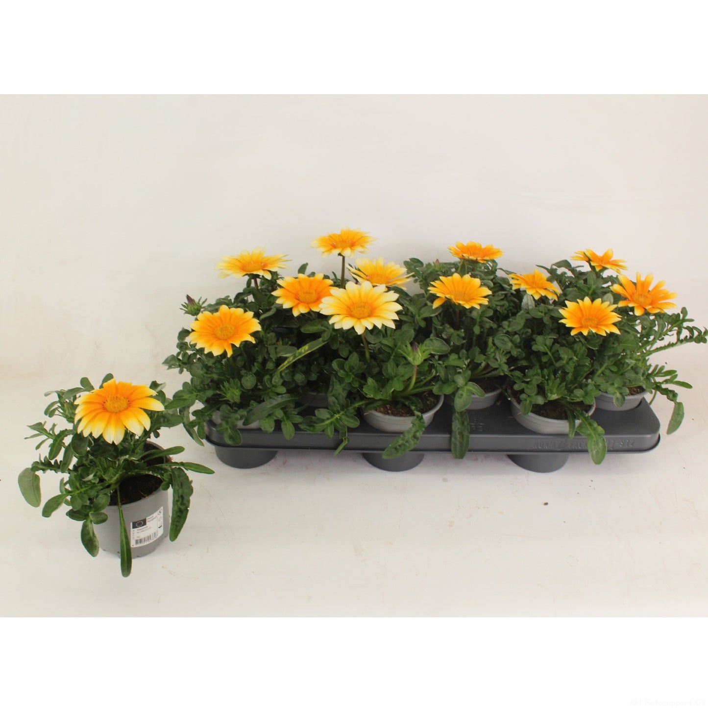 Gazania Zany Sunny-Side Up 20cm 510cm Pot