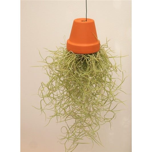 Tillandsia usneoides 999cm Pot