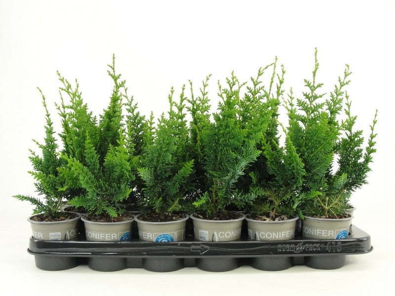 Chamaecyparis obtusa 20cm 9cm Pot