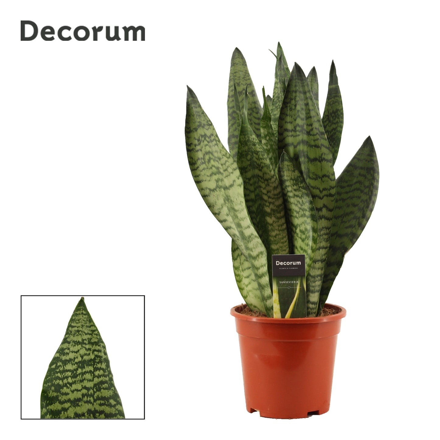 Duijn-Hove BV, kwekerij Sansevieria trifasciata Pack of 4