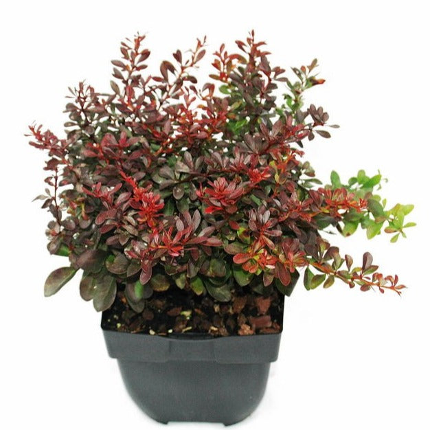 berberis-thunbergii-atropurpurea-nana-45cm-17cm-pot
