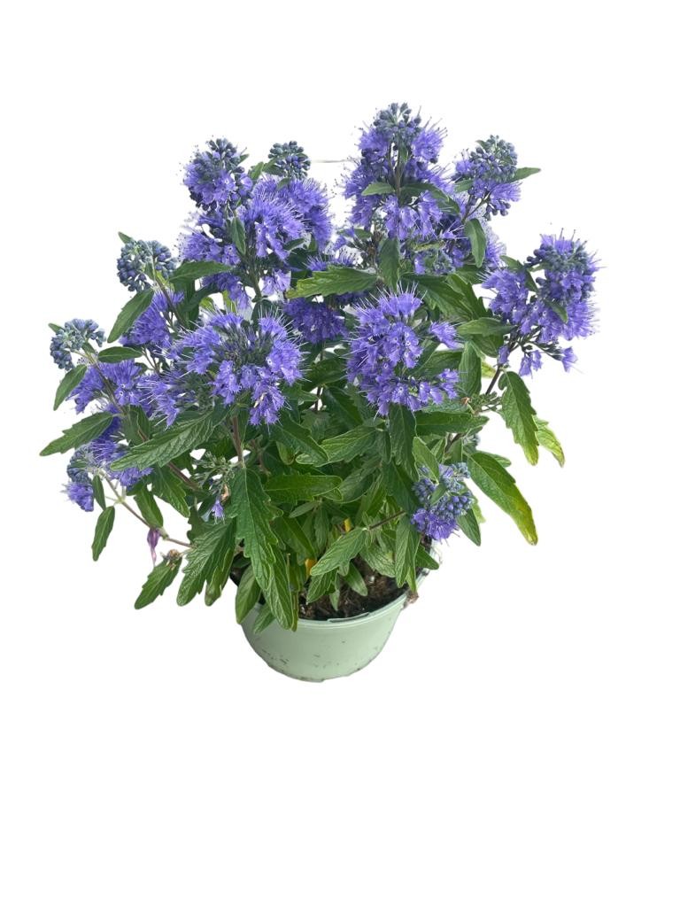 Woudenberg, VOF Gebr. van Caryopteris cla. Heavenly Blue Pack of 1