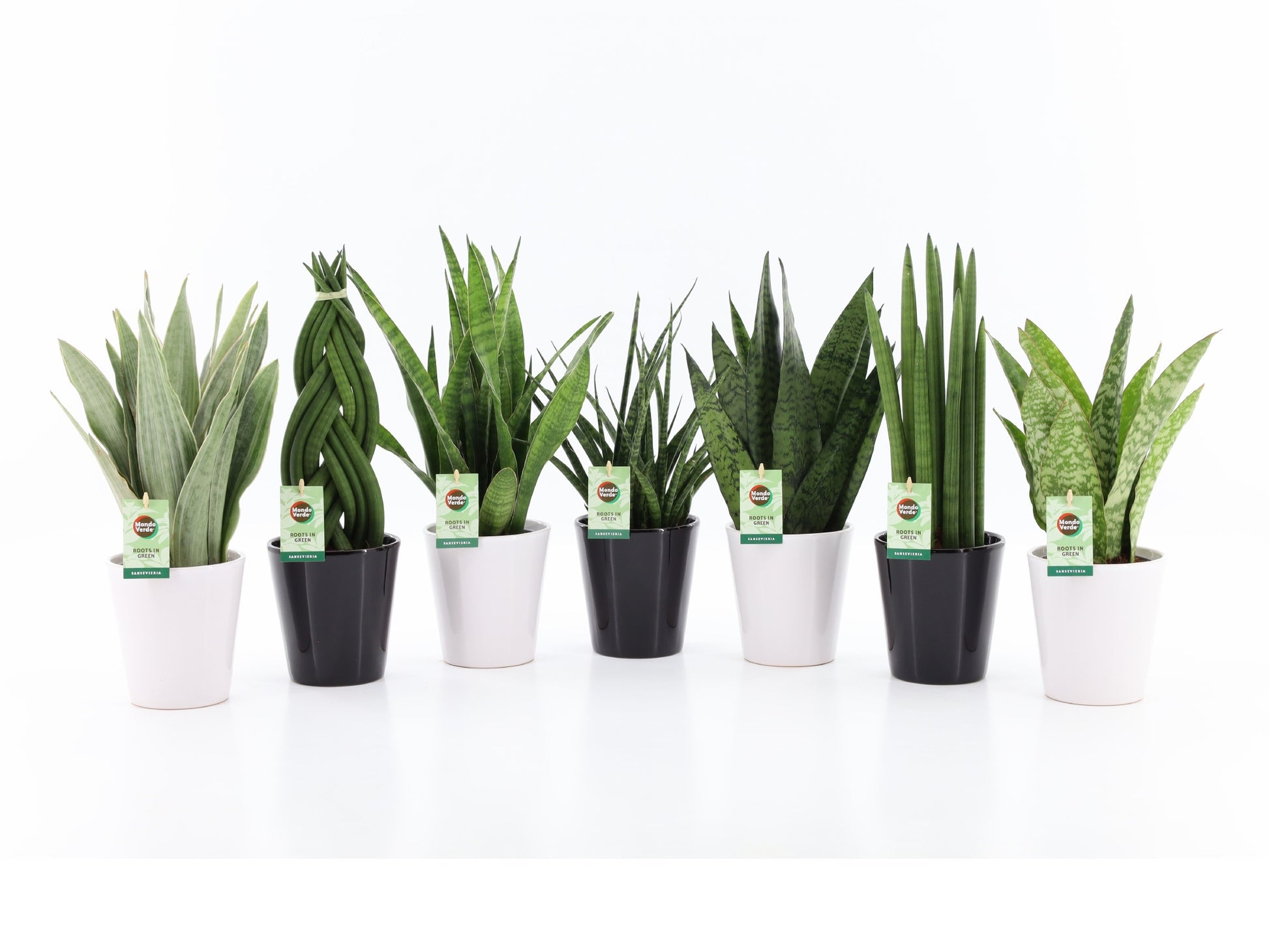 Foliage houseplants mix 35cm 13cm Pot